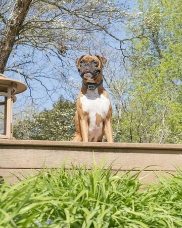 PetSafe® Obojek proti štěkání - sprejový, dobíjecí