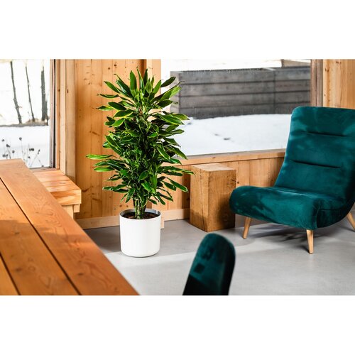 Gardenico Cvetlični lonec Lora bela, premer 35 cm