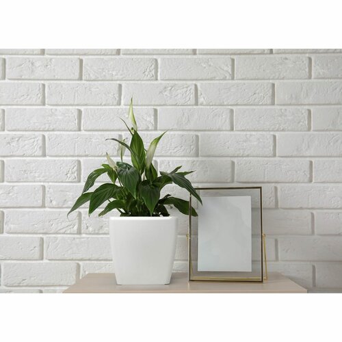 Flower Lover Pokrov za cvetlični lonček QuadratoEasy bel, 24 cm