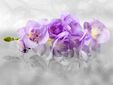 Fototapeta Orchidej 270 x 360 cm