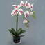 Umelá kvetina orchidej v kvetináči biela lila