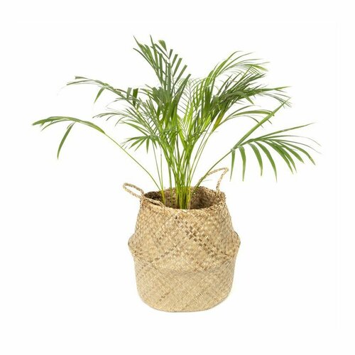 Coș de depozitare tricotat din iarbă de mareCompactor Belly, 45 x 36 cm, natural