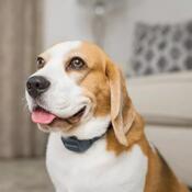 PetSafe® Audible Bark Collar Zgardă anti-lătrat cusunet
