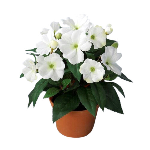 Umělá Netýkavka v květináči bílá, 24 cm