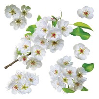 Samolepiaca dekorácia Apple blossom, 30 x 30 cm