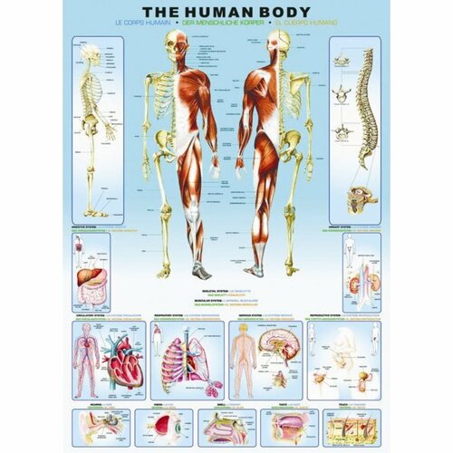 EuroGraphics Puzzle Ľudské telo, 1000 dielikov