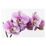 Prestieranie Orchidea 28 x 43 cm, sada 4 ks