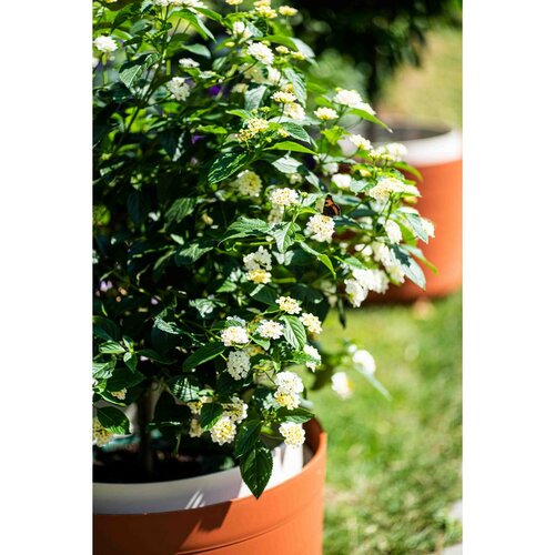 Plastia Plantă de volum mare cu auto-apărareBerberis 55, teracotă + fildeș