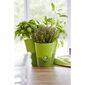Emsa samozavlažovací kvetináč Fresh herbs antracit