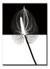 Jednodielny obraz Anturium BLACK 60x80 cm, biela + čierna, 60 x 80 cm