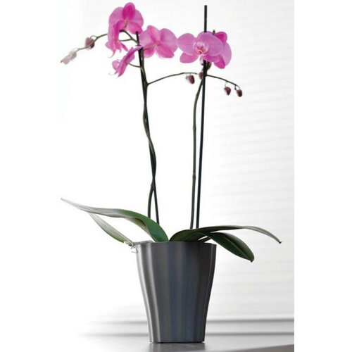 Obal na orchideje Ola, antracit, 13 x 13 cm, 2 ks