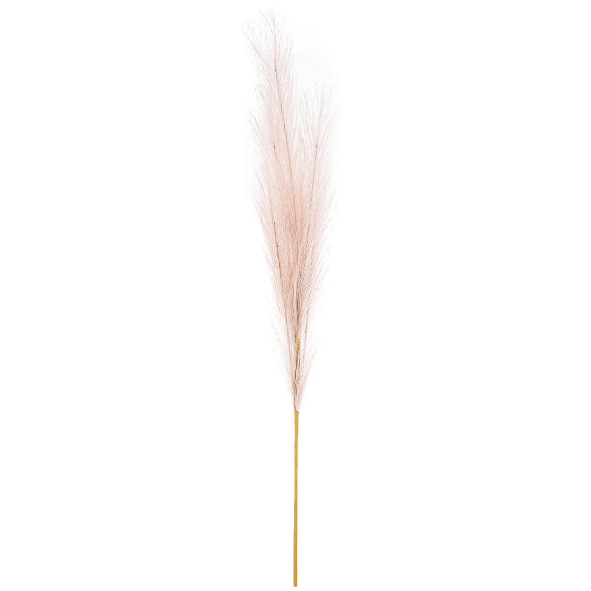 Pampas tráva, světle fialová, 9 x 77 cm