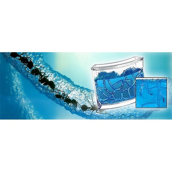 Mravenčí akvárium - antquarium