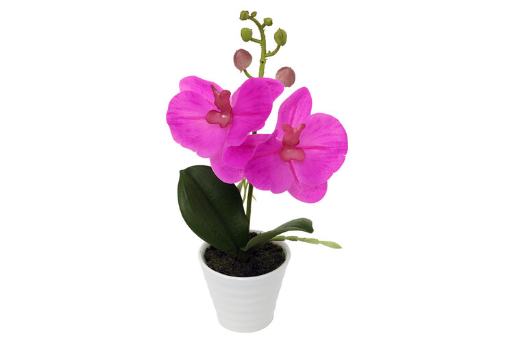 Orchidea kerámia virágcserépben, sötét rózsaszín