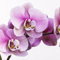 Podkładki Orchidea 28 x 43 cm, 4 szt.