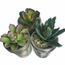 Sztuczna roślina doniczkowa Succulent, zestaw 3sztuk