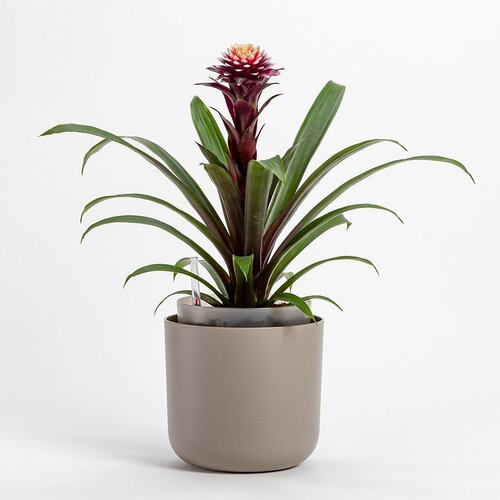 Plastia Samozavlažovací kvetináč Tolita hnedá, pr. 19 cm
