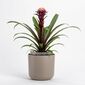 Plastia Selbstbewässernder Blumentopf Tolita Braun, Durchmesser 19 cm