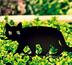 Odpudzovač vtákov - mačka, čierna, 37 x 24 cm
