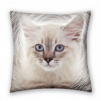 Mała poduszka Animals Cat grey, 40 x 40 cm