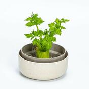 Plastia Regrow, slonová kosť