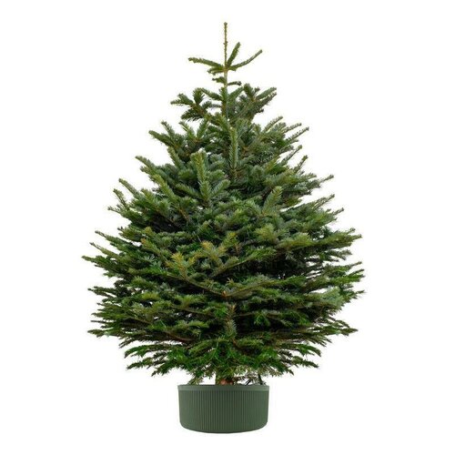 Suport pentru brad de Crăciun 5 l, verde