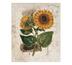 Obraz malované slunečnice, vícebarevná, 25 x 30 cm
