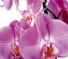 Fototapeta Orchidej 254 x 360 cm
