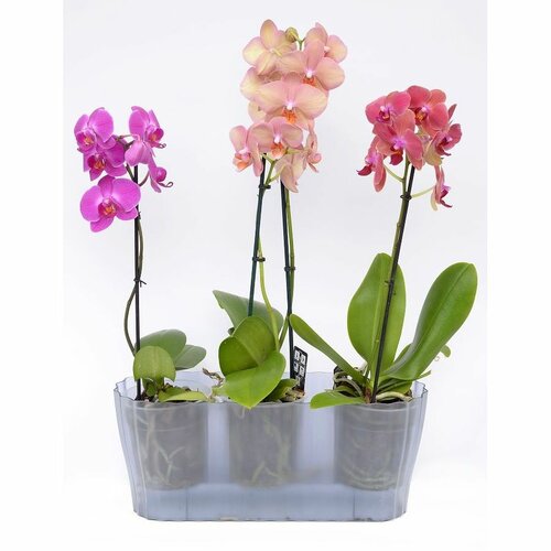 Cvetlična korita Triola, siva