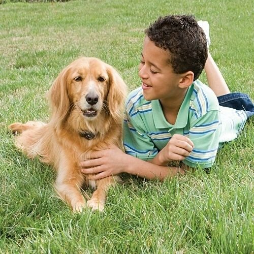 Elektrický ohradník pre psov PetSafe®