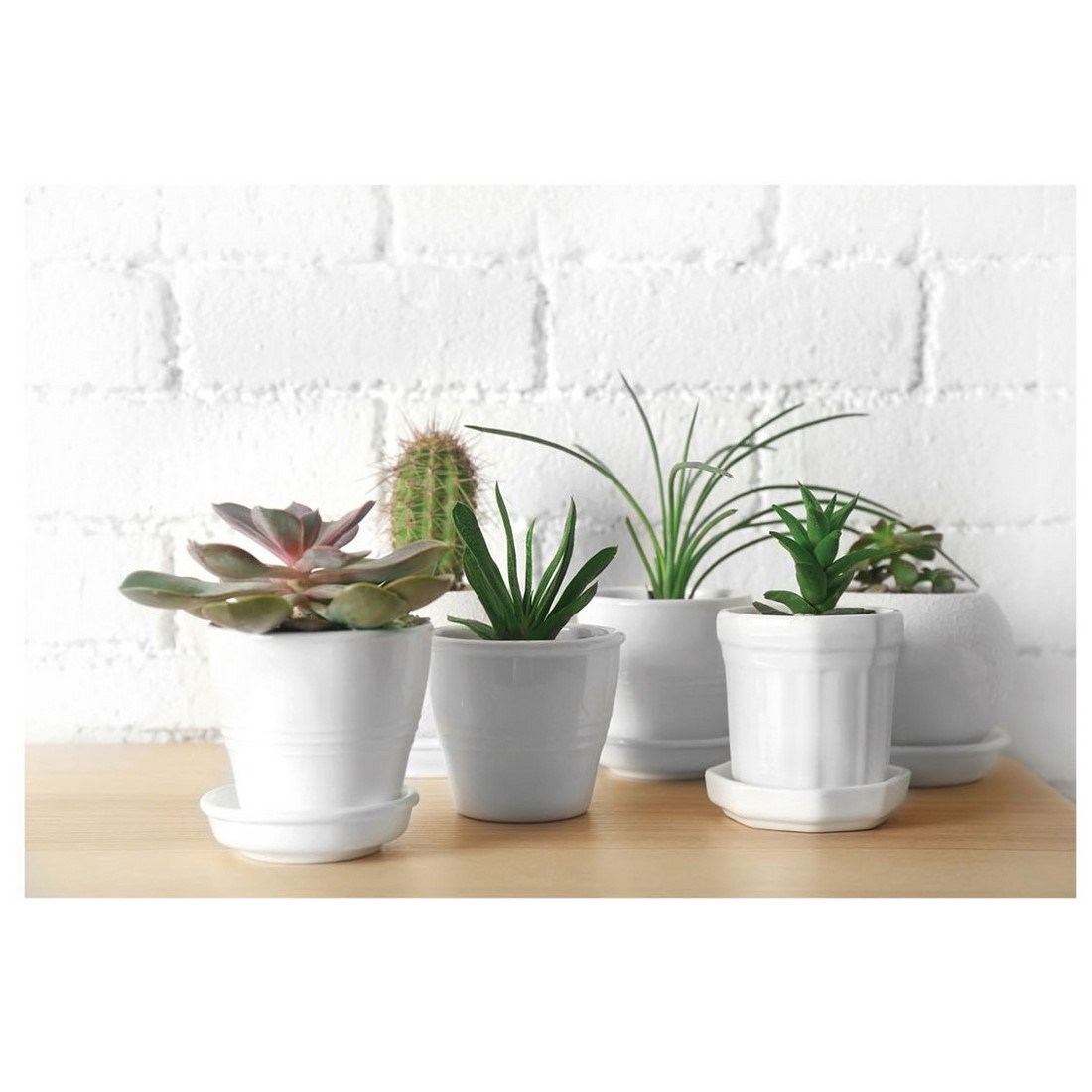 Obraz na plátne Kaktusy Colorado, 60 x 40 cm