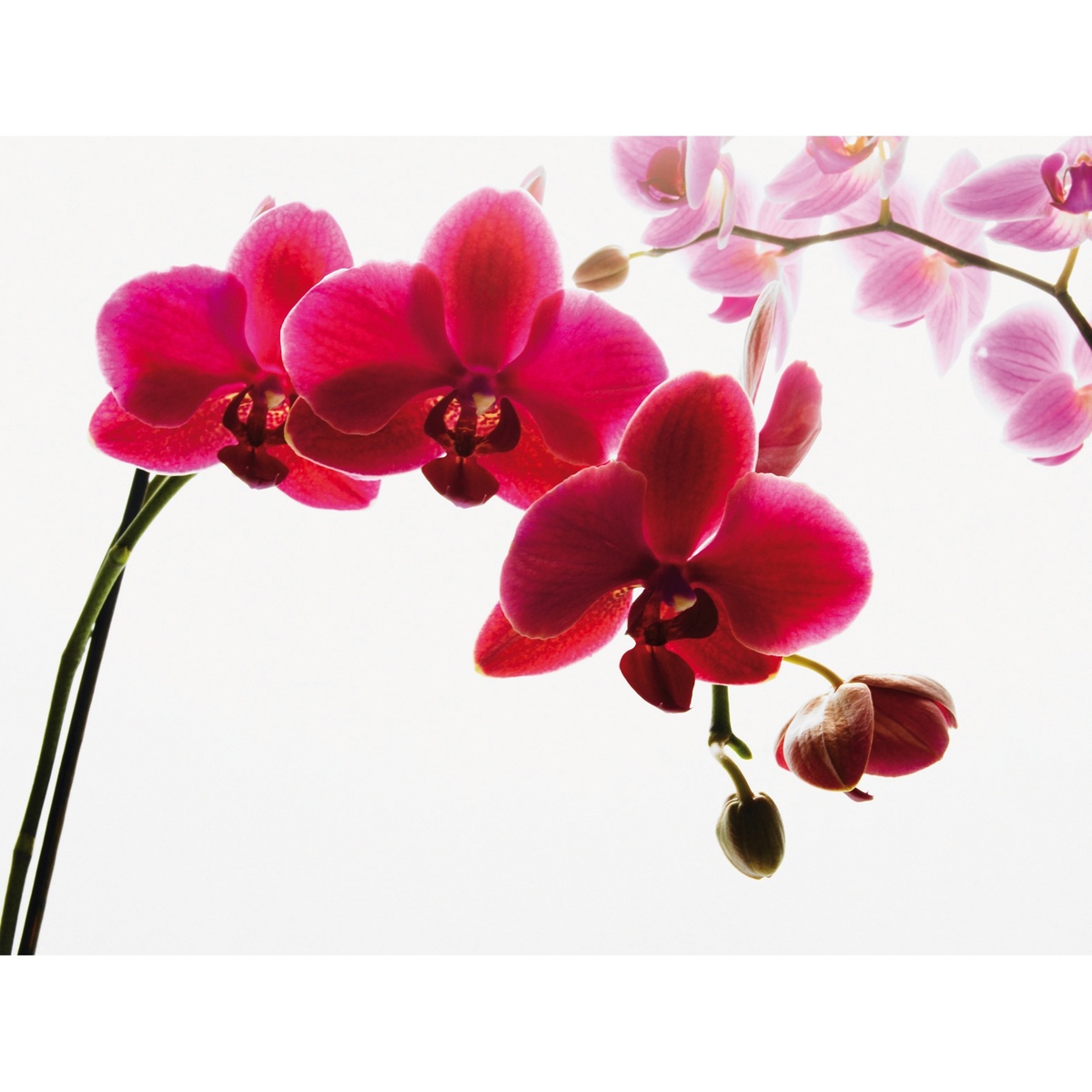 Obrázok Fototapeta orchidej 315 x 232 cm, Wall