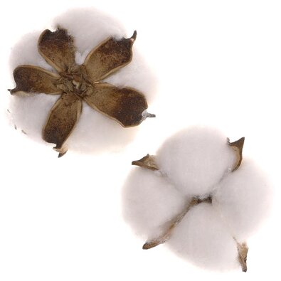 Декоративні головки з тополі, 12 шт