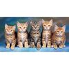 Macskák törülköző, 70 x 140 cm