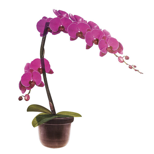 Öntapadós falmatrica, Orchidea