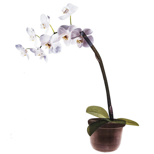 Decorațiune autocolantă Orchidee