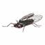 Metalowa dekoracja ogrodowa Fly, 36 x 28 x 9 cm
