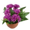 Halottak napi dekoráció Lila krizantémok