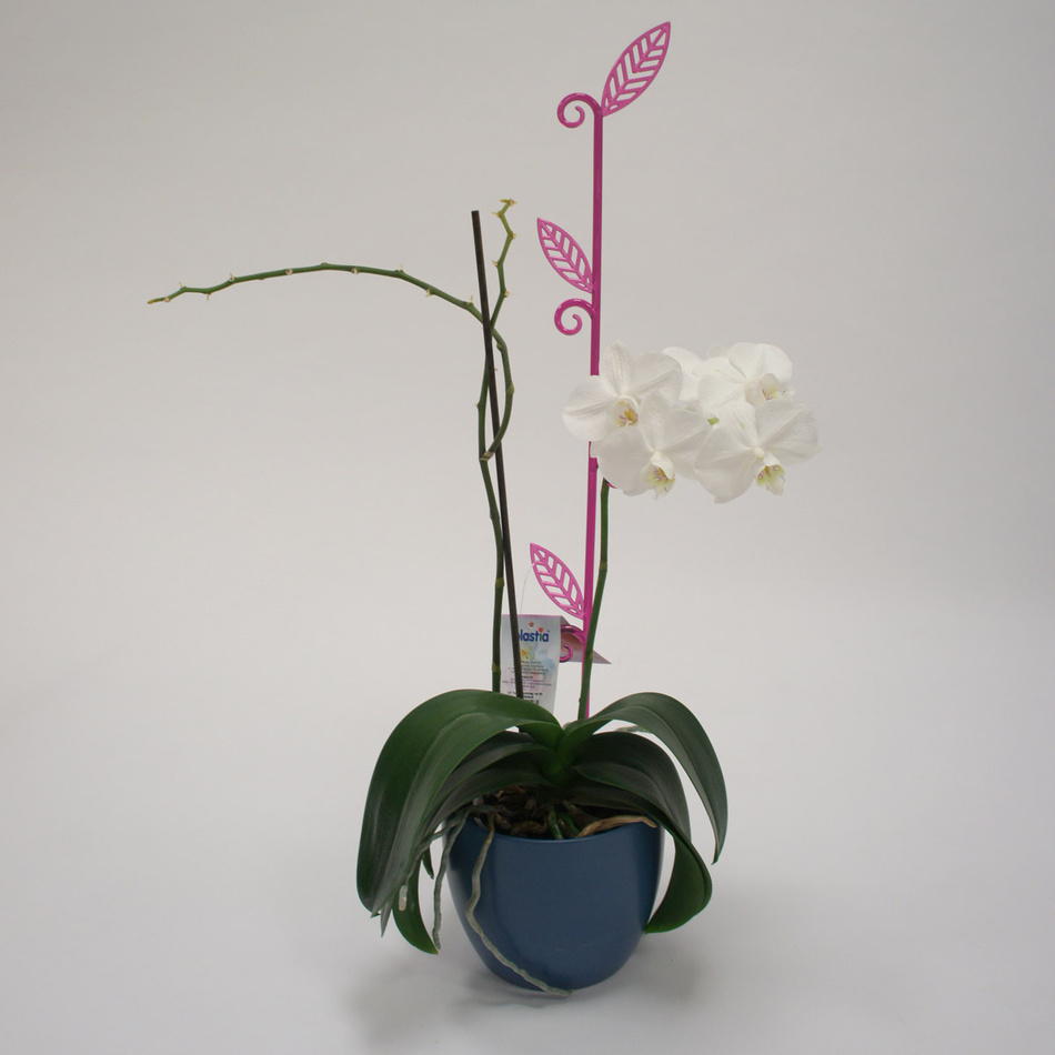 Tyčka k orchideji list, priesvitná fialová, 2 ks, Plastia