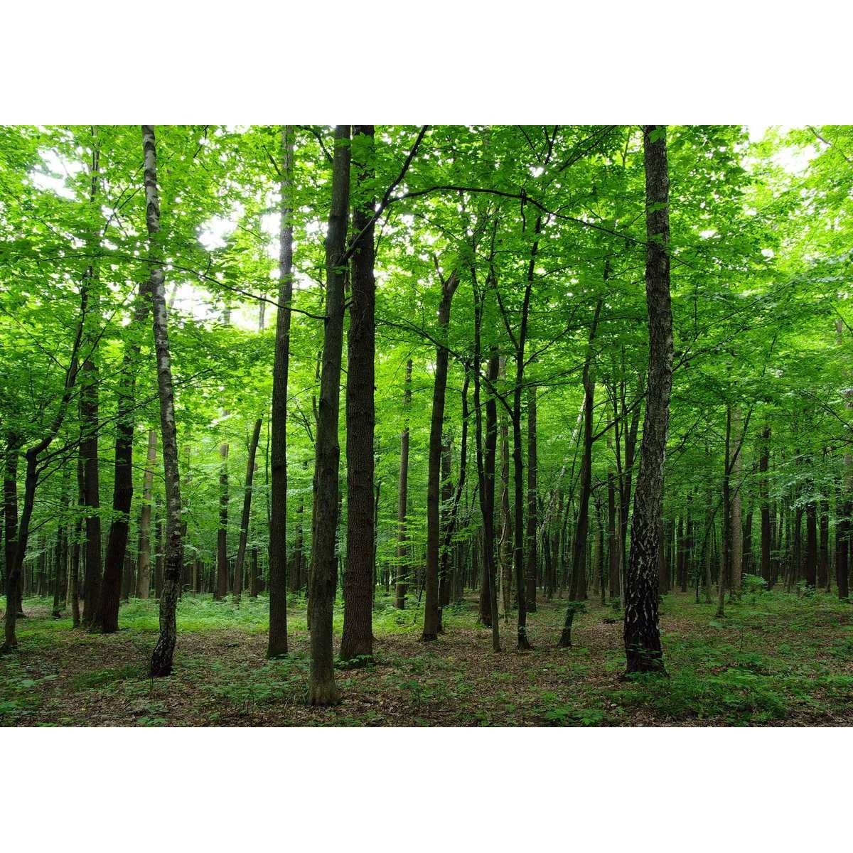 AG Art Fototapeta XXL Les 360 x 270 cm, 4 diely