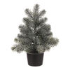 Zierfichte im Topf, 40 cm, grün, leicht bereift