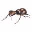 Metalowa dekoracja ogrodowa Ant, 33 x 23 x 10 cm