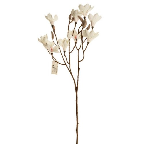 Magnolija veja bela v. 70 cm. 9 cvetov in popki