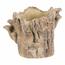 Obudowa betonowa - pień z grzybami, 20 x 18 x 18cm