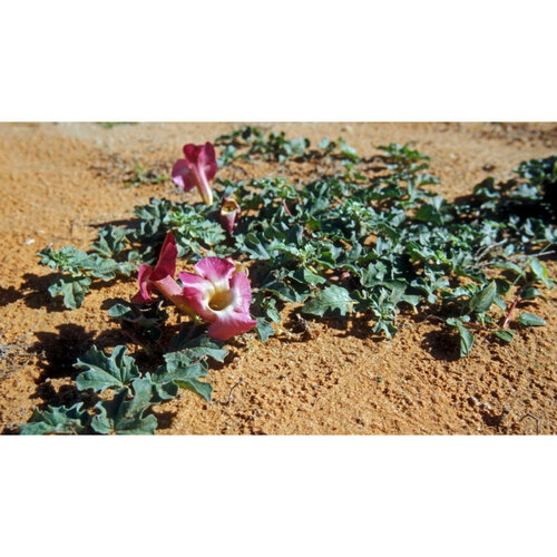 Čertův dráp - krema za sklepe in mišice, 500 ml