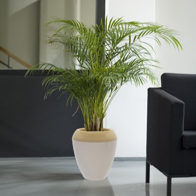 Ghiveci auto-udare Calimera, fildeş desc.şi înch.