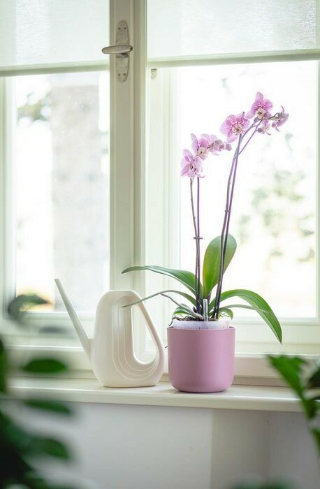 Plastia Doniczka samonawadniająca Tolita Air różowy, śr. 16 cm