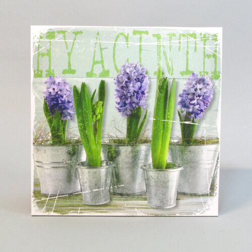 Obraz Hyacinty