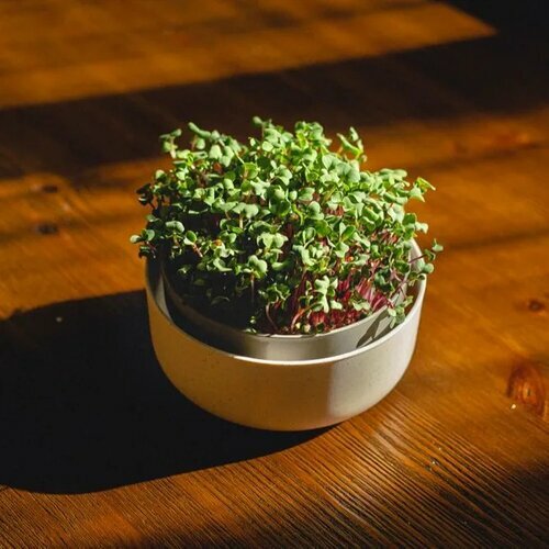 Plastia Microgreens, slonova kost z kavnimiusedlinami