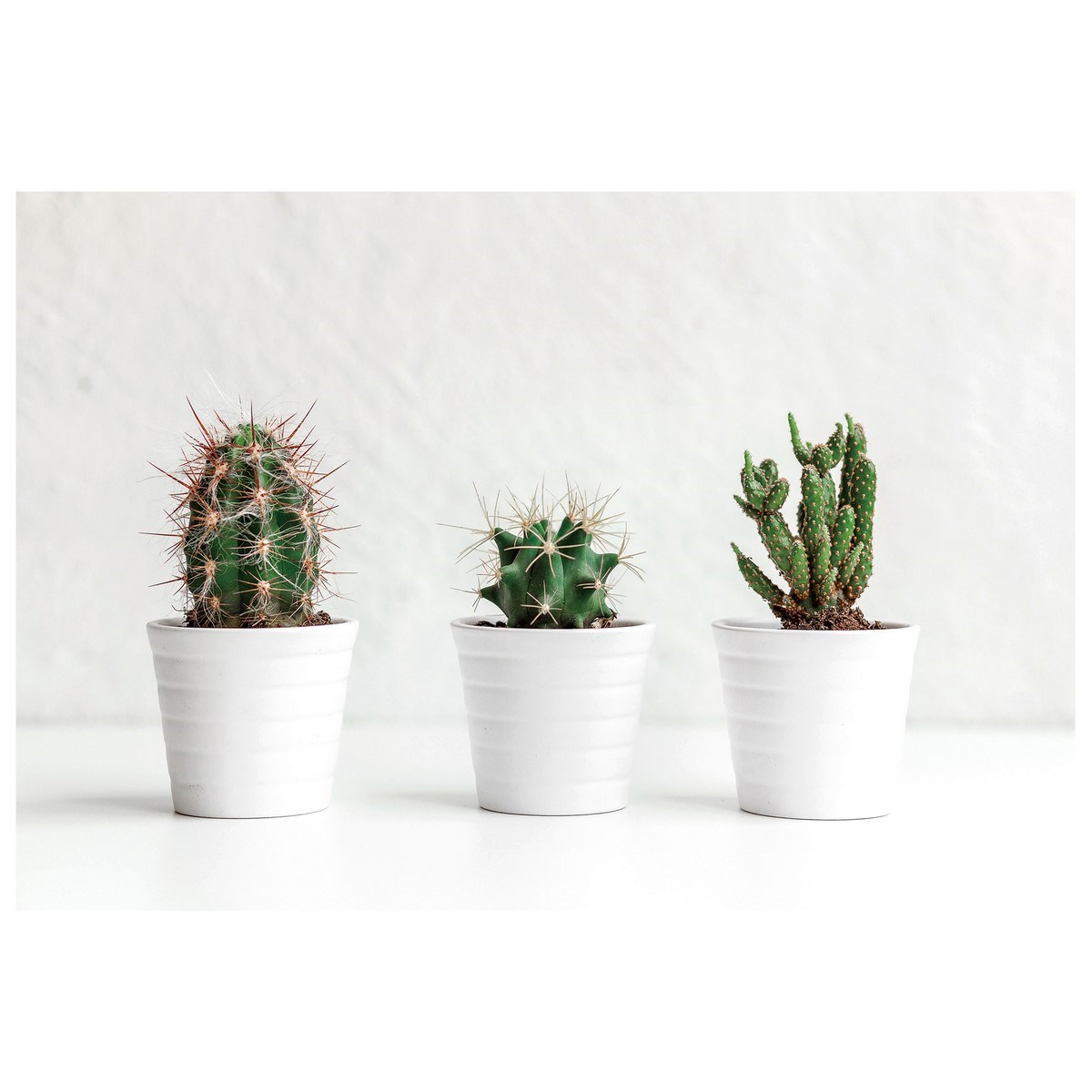 Obraz na plátne Kaktusy Texas, 60 x 40 cm